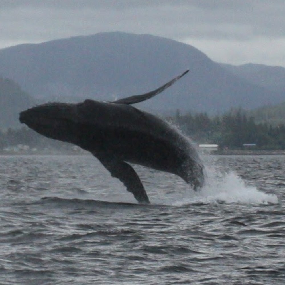 Meet your Posher, Ali